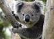 Avatar de Koala